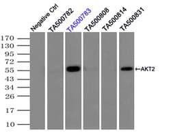 AKT2 Antibody (clone OTI8D9)