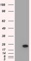 BCL10 / BCL-10 Antibody (clone OTI4A8, Carrier-free)