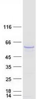 Human TUBB2B / Tubulin Beta 2B Protein (Recombinant Myc-DDK (Flag))