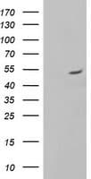 ALG2 Antibody (clone OTI1E7, Carrier-free)