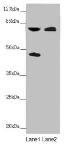 CEP83 / CCDC41 Antibody