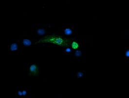 SNAI2 / SLUG Antibody (clone OTI2B12, Carrier-free)