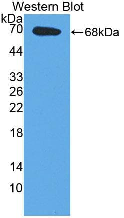 E2F2 Antibody (aa129-429, HRP)
