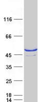 Human SULT2B1 / Sulfotransferase 2B1 Protein (Recombinant Myc-DDK (Flag))