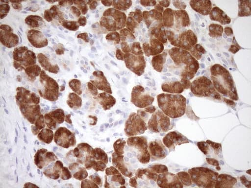 GEMIN8 Antibody (clone OTI1E5)