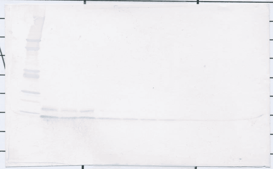 CCL20 / MIP-3-Alpha Antibody (Biotin)