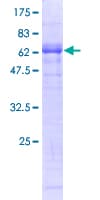 Human ATF4 Protein (Recombinant GST)