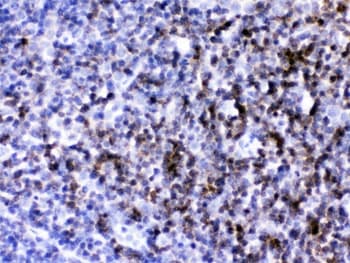 CD2 Antibody