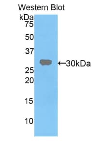 VRK1 Antibody (aa46-292)