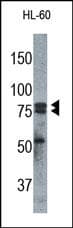 CAPN1 / Calpain 1 Antibody
