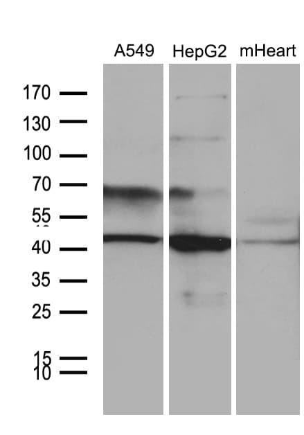 FBXO22 Antibody (aa1-220, clone OTI1H1)