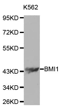 Polyclonal Rabbit anti-Human BMI1 / PCGF4 Antibody (IHC, IF, WB)