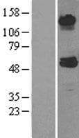 ABAT Protein (Over-Expression Lysate Myc-DDK (Flag))