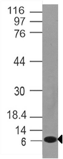 Monoclonal Rat anti-Human PMAIP1 / NOXA Antibody (WB)