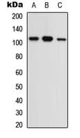 Polyclonal Rabbit anti-Human OPA1 Antibody (C-Terminus, WB)