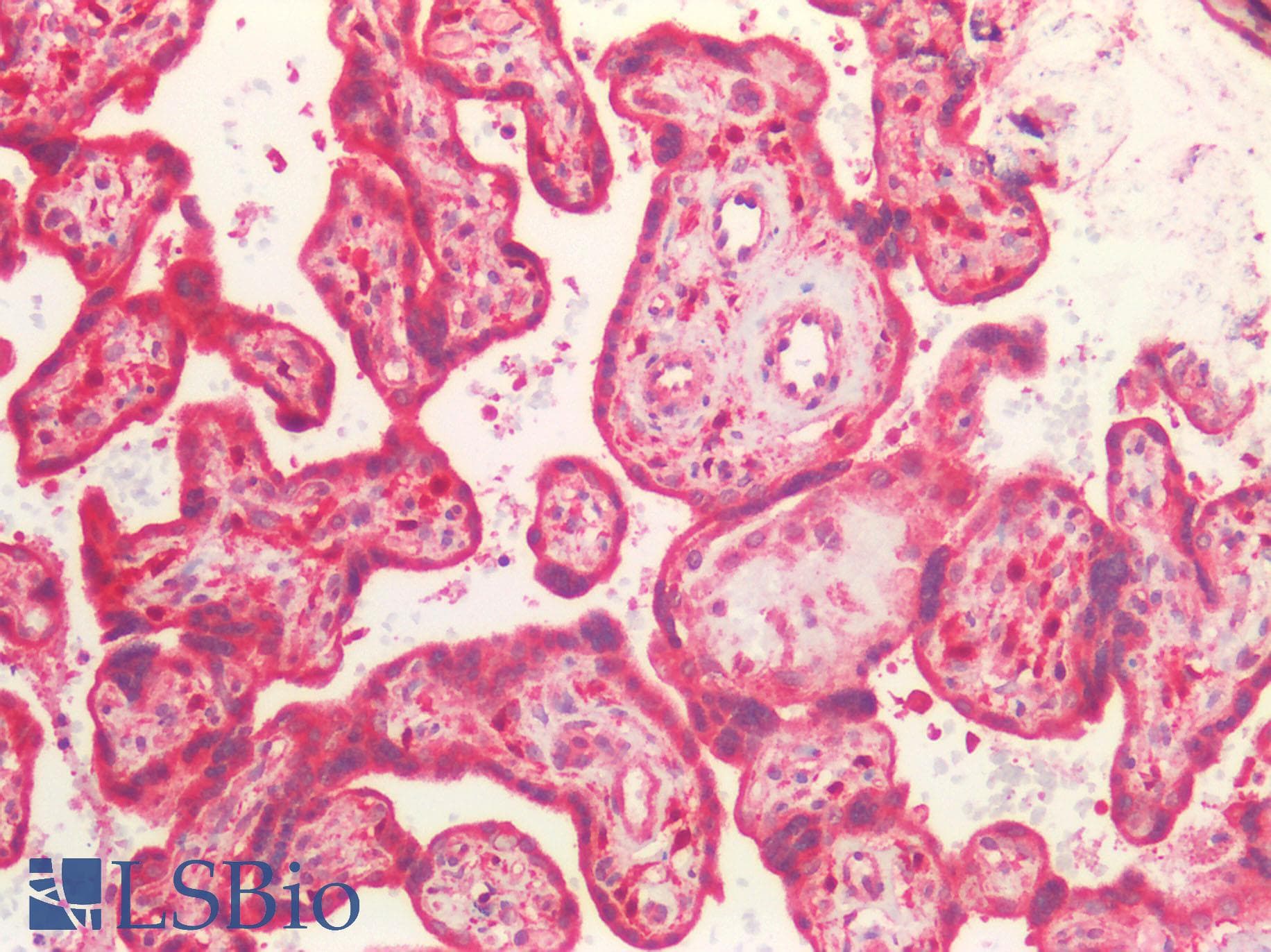 P2RX4 / P2X4 Antibody