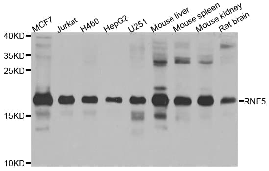 RMA1 / RNF5 Antibody