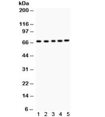 ACHE / Acetylcholinesterase Antibody