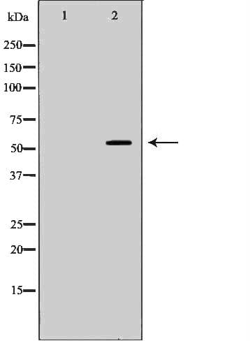 PVRL2 / CD112 Antibody