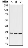 Polyclonal Rabbit anti-Human PRRX2 / PRX2 Antibody (N-Terminus, WB)