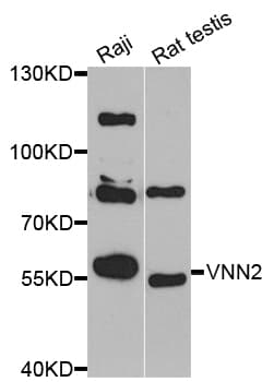VNN2 Antibody
