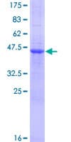 Human VSTM1 Protein (Recombinant GST)