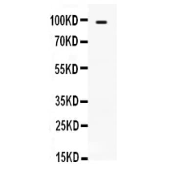 TLR5 Antibody (aa801-828)