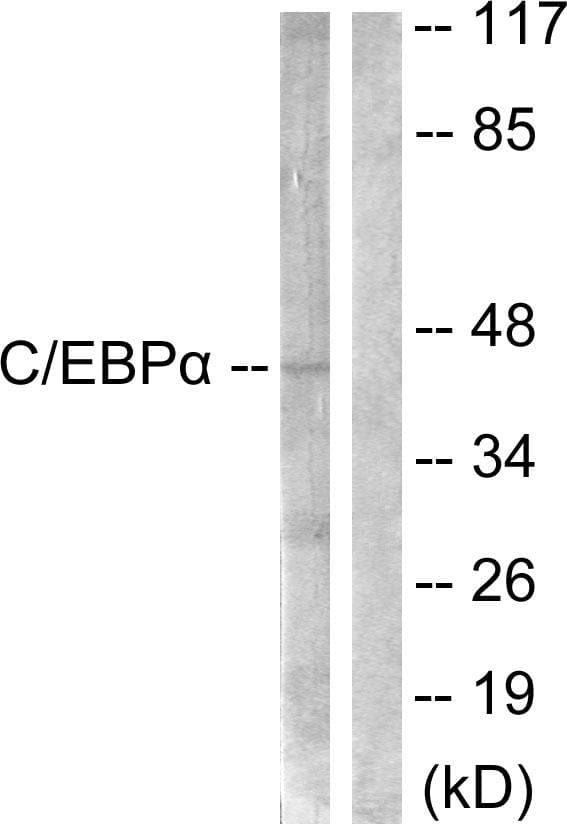 C/EBP Alpha / CEBPA Antibody (p21)