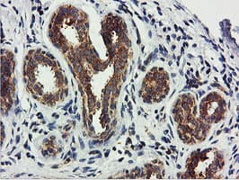 USP10 Antibody (clone OTI2E1)