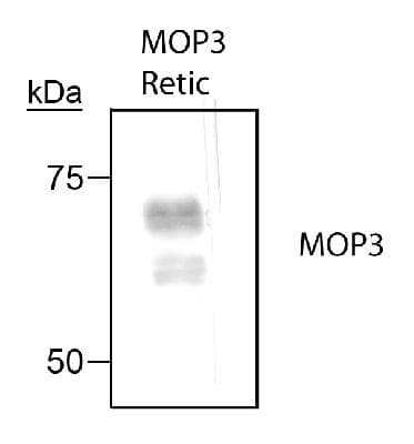 ARNTL / BMAL1 Antibody (C-Terminus, DY488)