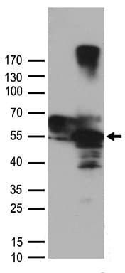 c-Src Kinase / CSK Antibody
