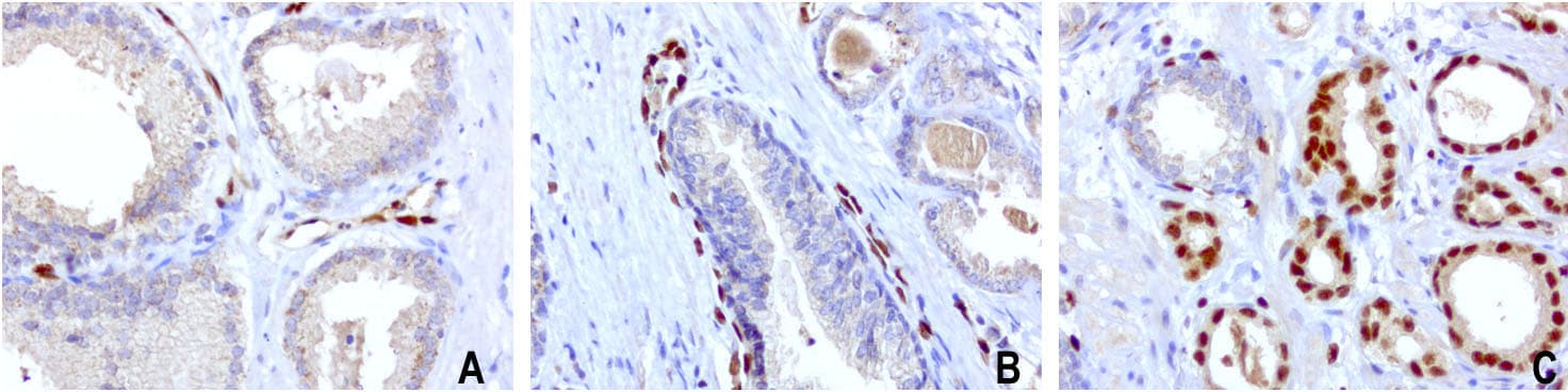 ERG Antibody (clone UMAB77)