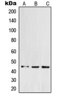 Polyclonal Rabbit anti-Human POFUT1 Antibody (C-Terminus, IHC, IF, WB)