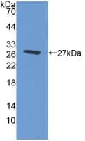 ABCG1 Antibody (aa79-312)