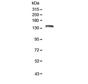LRIG1 Antibody