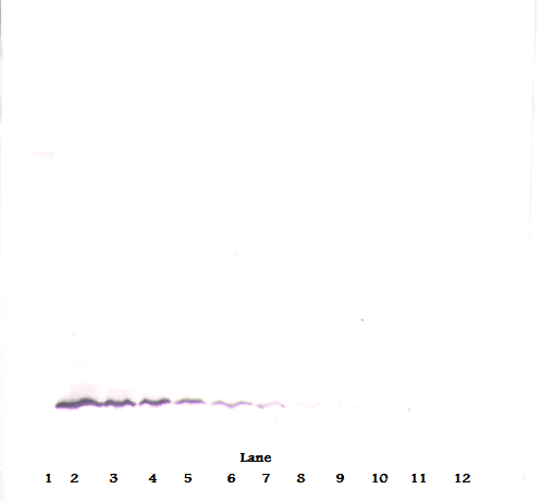 Monoclonal Mouse anti-Human CCL13 / MCP4 Antibody (WB)