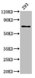 LTA4H / LTA4 Antibody