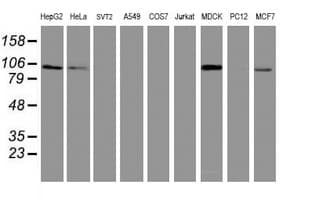 DPP9 Antibody (clone OTI2D6)
