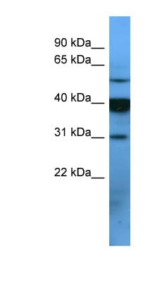 Polyclonal Rabbit anti-Human OR2T1 Antibody (C-Terminus, WB)