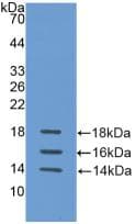 IL15 Antibody (aa50-162)