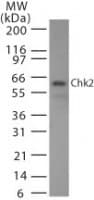 Monoclonal Mouse anti-Human CHEK2 / CHK2 Antibody (clone 73C175.1.1, Azide-free, WB)