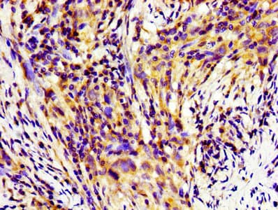 HINT / HINT1 Antibody