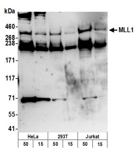 KMT2A / MLL Antibody (aa720-780)