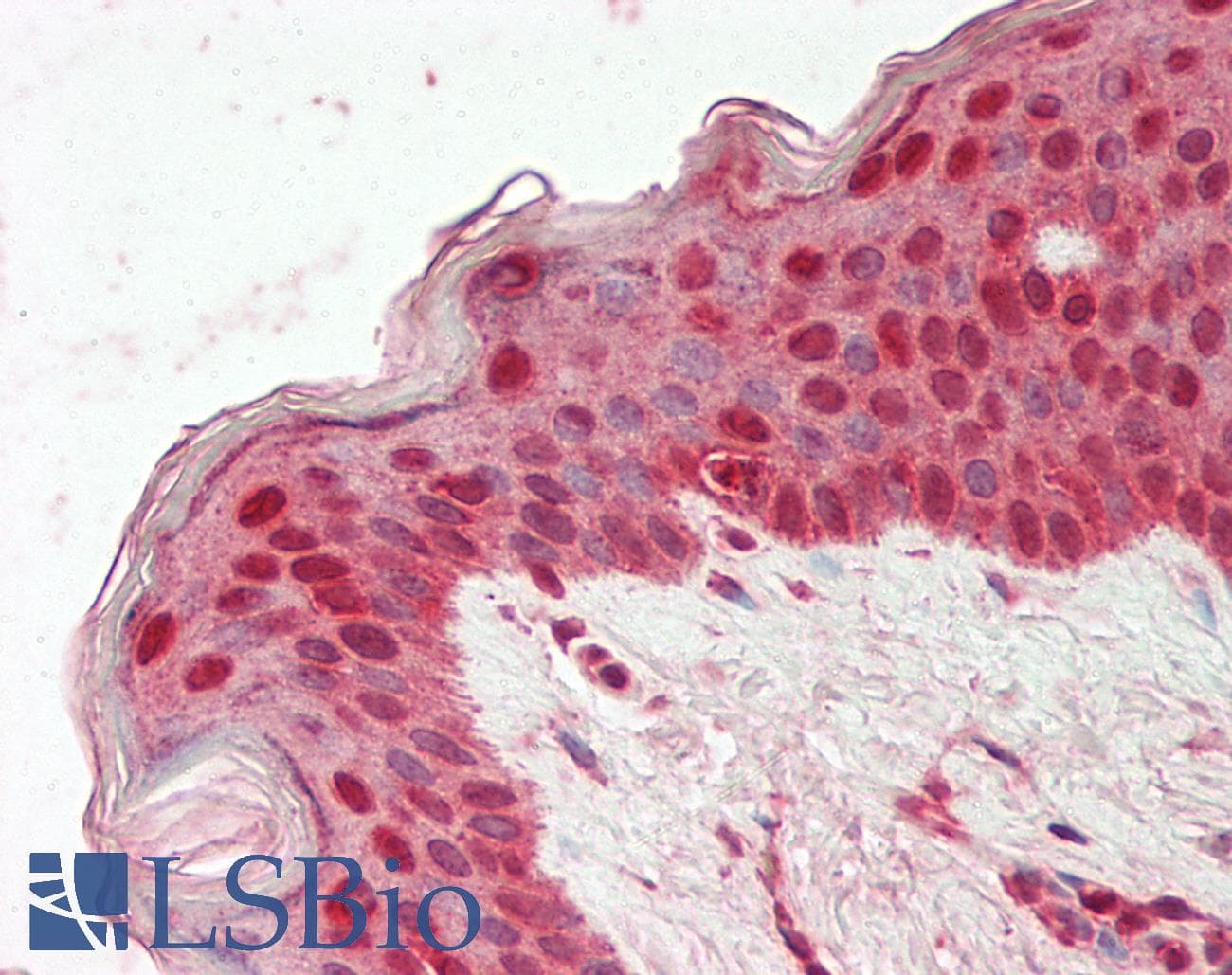 MYB / c-Myb Antibody (aa26-75)