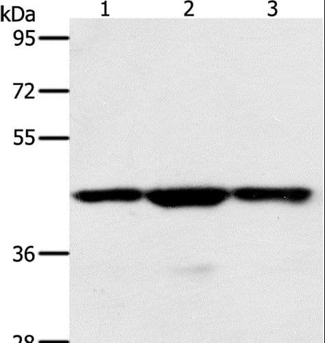 MAP2K1 / MKK1 / MEK1 Antibody