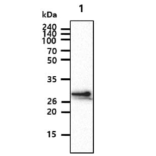 CHODL / Chondrolectin Antibody (clone AT25G6)