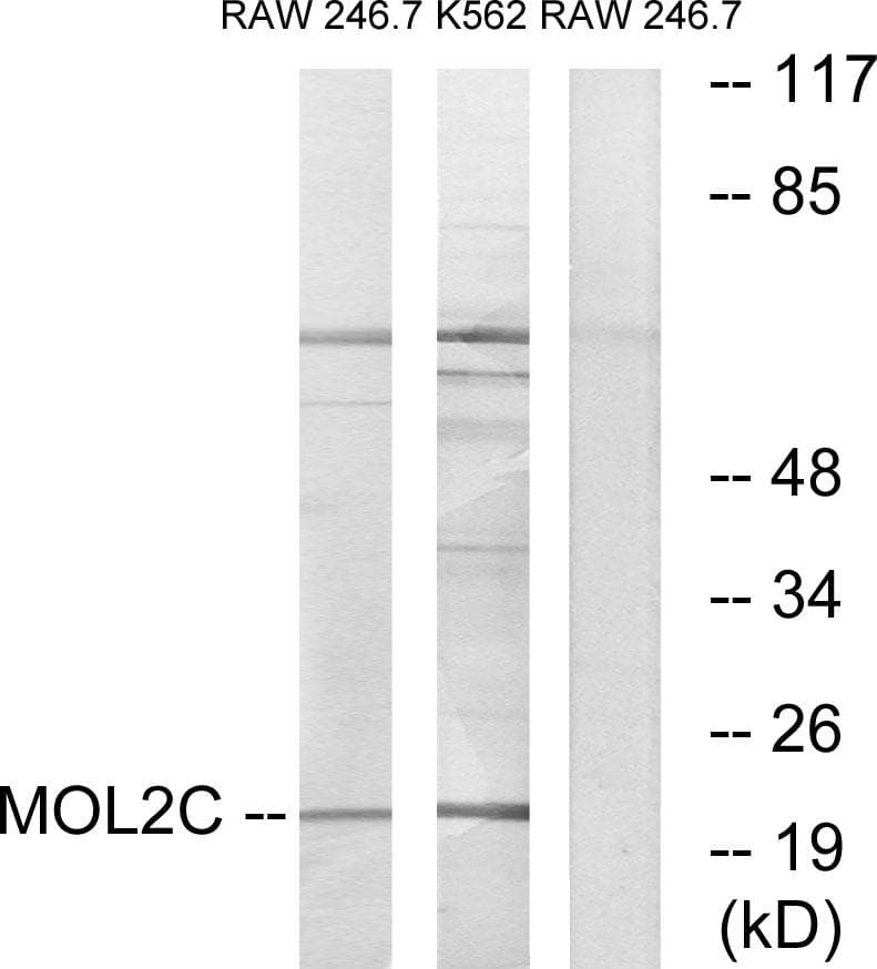 MOBKL2C / MOB3C Antibody