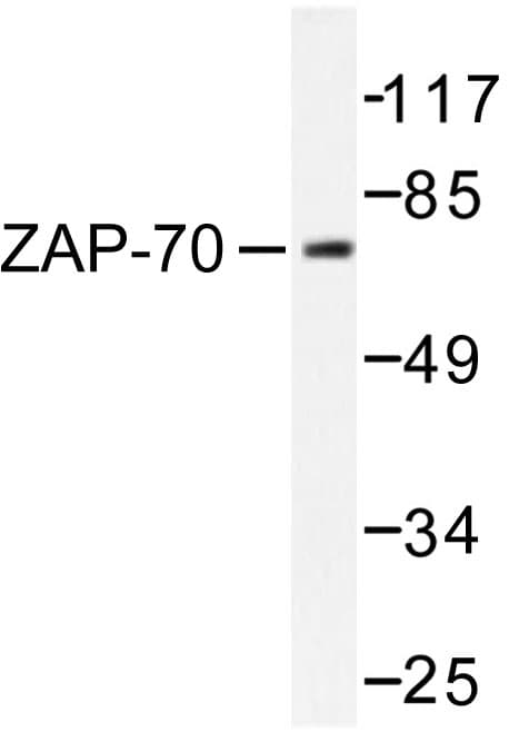 ZAP70 Antibody (Thr286)