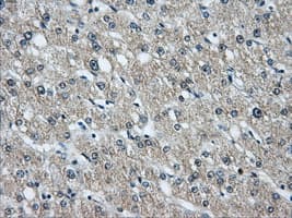 HDAC10 Antibody (clone OTI9B5)