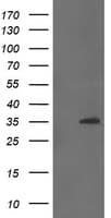 FAM164A / CGI-62 Antibody (clone OTI4C1)